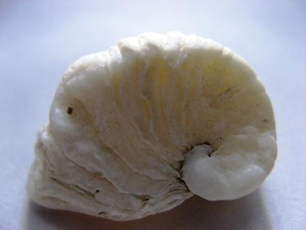 Cos''� sembra una cornucopia...